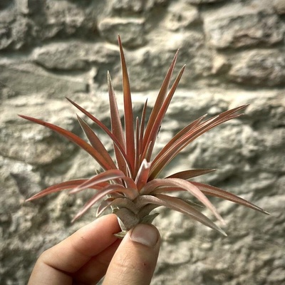 Tillandsia abdita Red