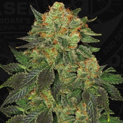 T.H. Seeds Bubblegum semienka neobsahujú THC 2 ks