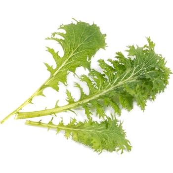 Veritable Вложка за семена Lingot вкусове на Азия горчица уасаби (VLIN-S10-Was06A)