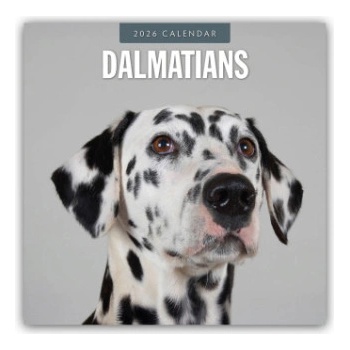Browntrout Verlags GmbH Dalmatians - Dalmatiner 2026 - 16-Monatskalender