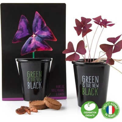 Radis et Capucine Черна саксия Лилава детелина (039668)