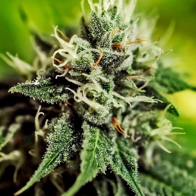 Positronics Critical #47 AUTO semena neobsahují THC 3 ks