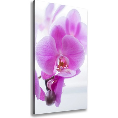 Vertikálny foto obraz na plátne Ružová orchidea 50x100 cm