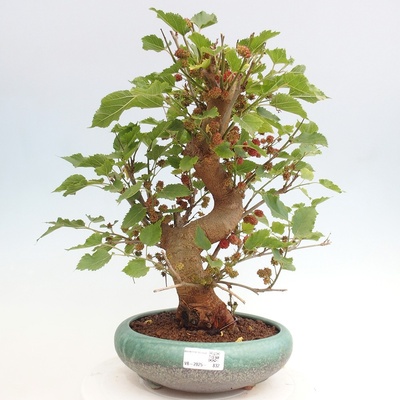 e-bonsai Venkovní bonsai -Morus alba - moruše