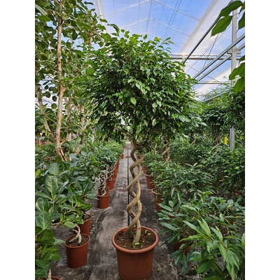 Ficus Benjamina Exotica spiral 55x250 cm