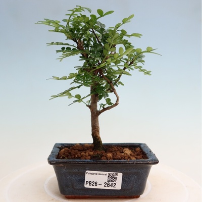 e-bonsai Pokojová bonsai - Zantoxylum piperitum - pepřovník