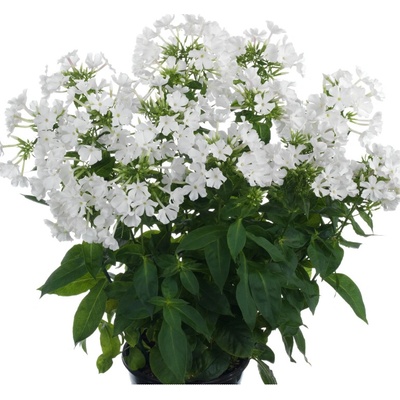 Flox metlinatý Early White