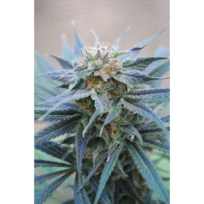 Kannabia Seeds Skunk + semena neobsahují THC 3 ks