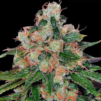 Barney´s Farm CBD Caramel regular semienka neobsahujú THC 10 ks