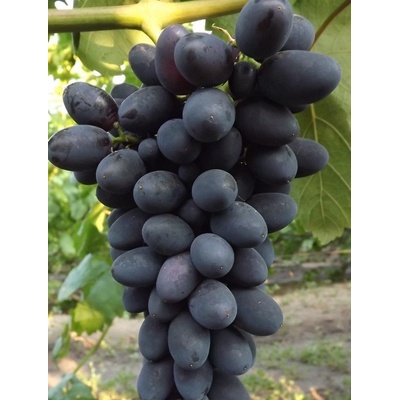 Vinič Katalónia stolový premium rezistent, veľké bobule, vrúbľovaná sadenica