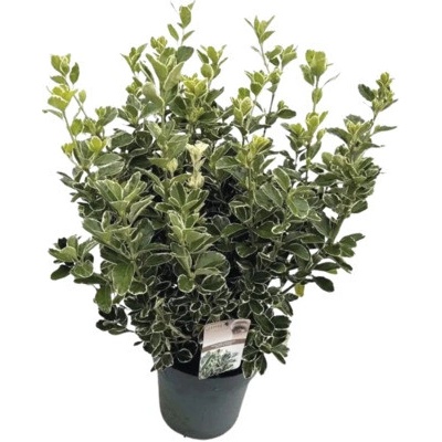 Brslen japonský FloraSelf Euonymus japonicus 'Katy' výška 25-30 cm květináč 5 l