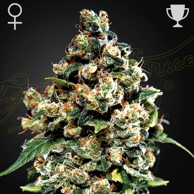 Green House Seed Jack Herer semienka neobsahujú THC 1 ks