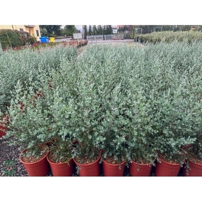 Eukalyptus (Eucalyptus) ´SILVERANA´ - výška 90-110 cm, kont. C5L (-13°C)