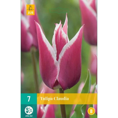 Tulipán Claudia "B"