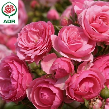 Image 1 of Kordes® Роза Pomponella® - (Kordes®)