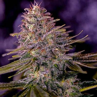 Positronics American Purple semena neobsahují THC 3 ks