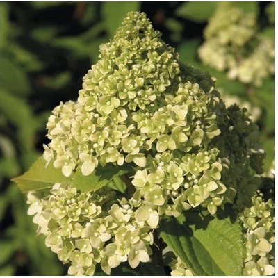 Hortenzia metlinatá FloraSelf Hydrangea paniculata 'Kilimanjaro' výška 50-60 cm kvetináč 6 l
