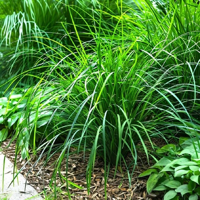 Ostřice japonská "Irish Green"