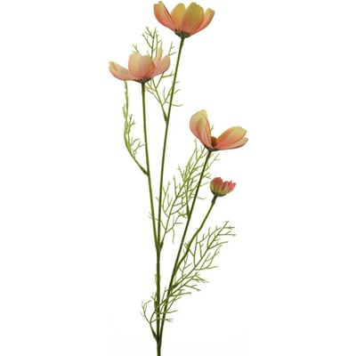 Krásenka - Cosmos bipinatus 'Chanel' růžová V61 cm