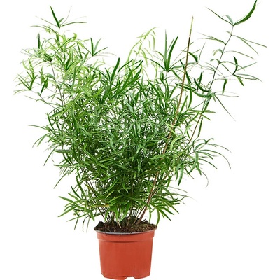 Asparagus falcatus 12x35 cm