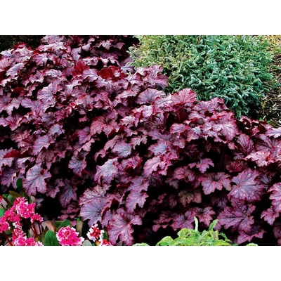 Heuchera Amethyst Myst