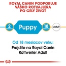 Royal Rottweiler Puppy 12 kg