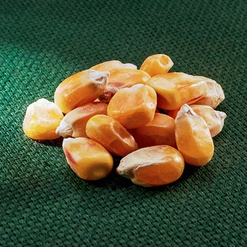 AROS kukuřice setá