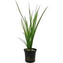 Cyperus helferi