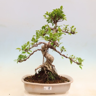 e-bonsai Pokojová bonsai - Ficus kimmen - malolistý fíkus