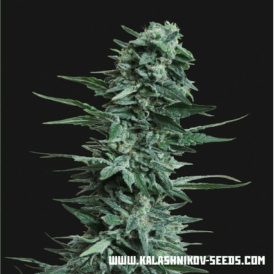 Kalashnikov Seeds Kubanskiy Ubiyza semena neobsahují THC 3 ks