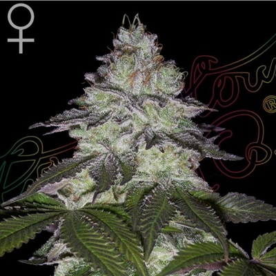 GREEN HOUSE SEEDS Milky Dreams semena neobsahují THC 3 ks
