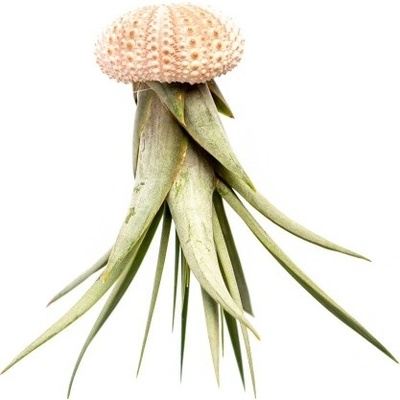 Gardners Medusa Rose s Tillandsií Faciculata Tillandsie, kykatka
