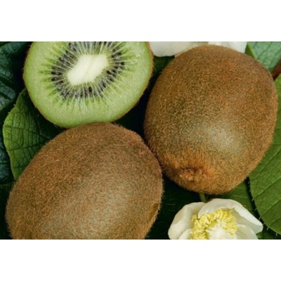 Kiwi veľkoplodé Hayward, výška 30-40 cm, kvetináč 17 cm