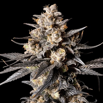 00 Seeds Bank Apple Bananas semienka neobsahujú THC 3 ks
