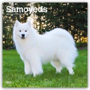 Browntrout Verlags GmbH Samoyeds - Samojede 2026 - 16-Monatskalender | BrownTrout Publishers Inc