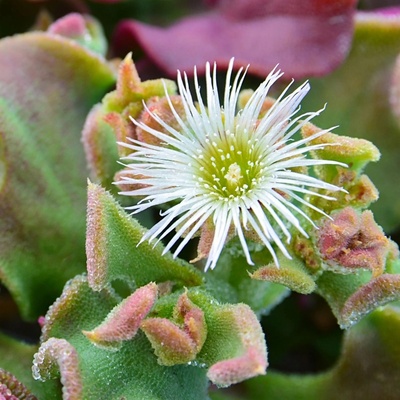 Kosmatec krystalový - Mesembryanthemum crystallinum - semena - 300 ks