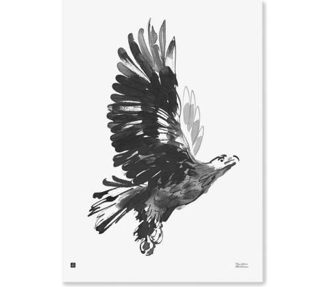 Plagát Eagle 50x70