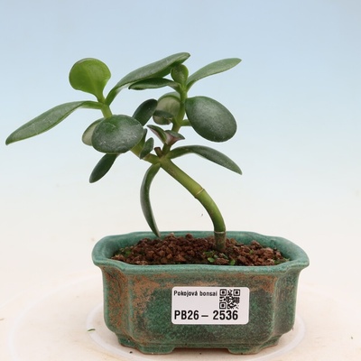 e-bonsai Pokojová bonsai - Tlustice vejčitá - Crassula ovata