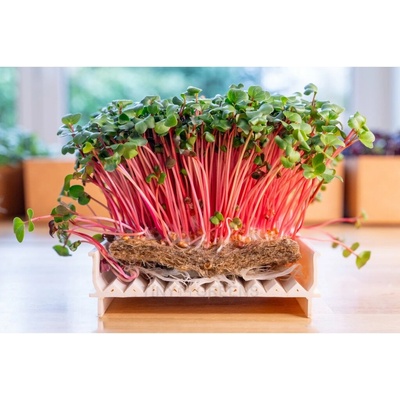 TINY GREENS Konopná rohož na pestovanie microgreens 10 ks