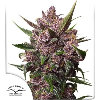 Dutch Passion AUTO Blackberry Kush semena neobsahují THC 7 ks