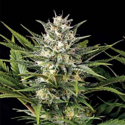 Humboldt Seed Organization Pineapple Skunk semena neobsahují THC 10 ks