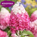 Living Creations® Хортензия Living Red Velvet® паникулата