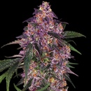 Sensi Seeds Sensi Purple Kush semena neobsahuji THC 3 ks