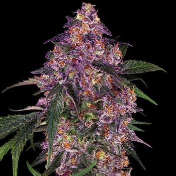 Sensi Seeds Sensi Purple Kush semena neobsahuji THC 3 ks