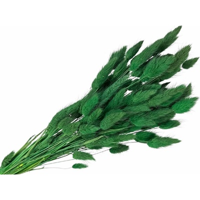 Sušená tráva Lagurus - zajačka 50g - tmavozelená