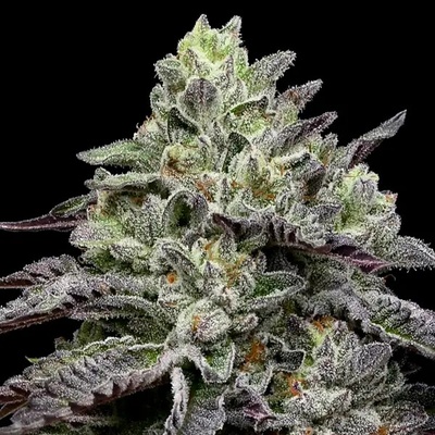 Anesia Seeds Smashberry Fumez semienka neobsahujú THC 10 ks