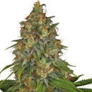Serious Seeds Strawberry AKeil semena neobsahují THC 3 ks
