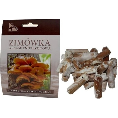 PLANTO Penízovka sametonohá (Flammulina velutipes) 20 ks - podhoubí na kolících PO-PES-20KS