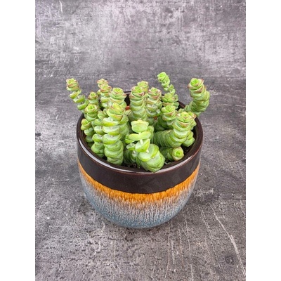 Crassula Marnieriana 11 cm