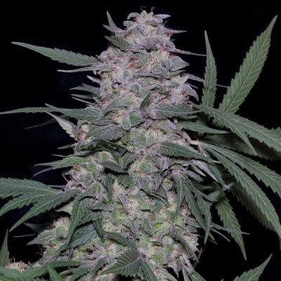 Don Avalanche Seeds Don Mac 1 semena neobsahují THC 5 ks